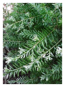 TSUGA canadensis 'Gentsch White'